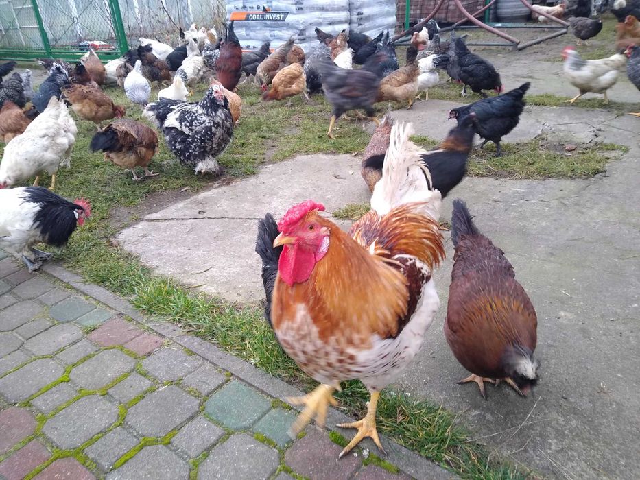 Jaja lęgowe, Wyandotte ceramiczne z miksami, wysyłkam