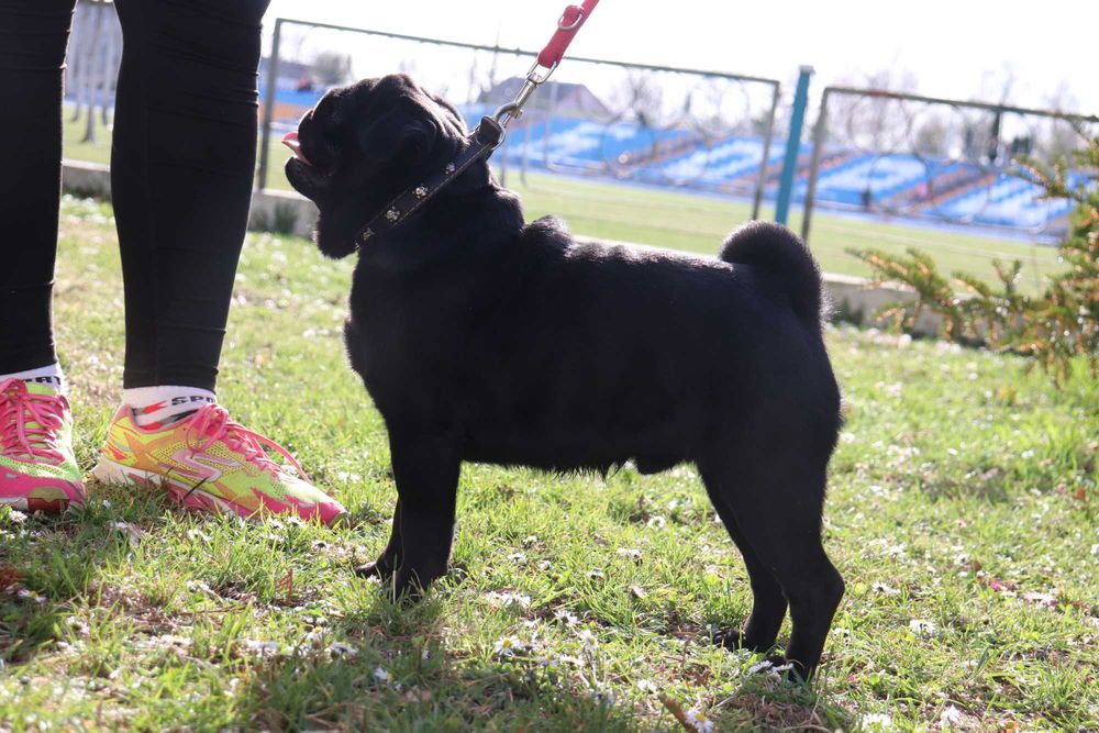 Черный мопсик КСУ