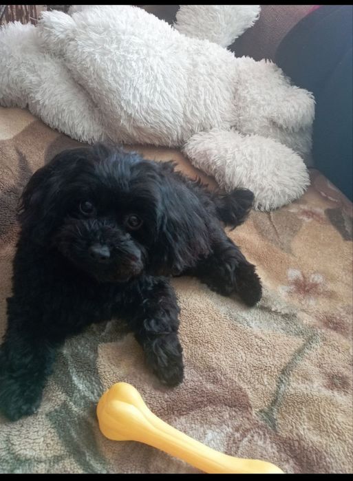 Вязка  Мальтипу -Мини-Мальчик