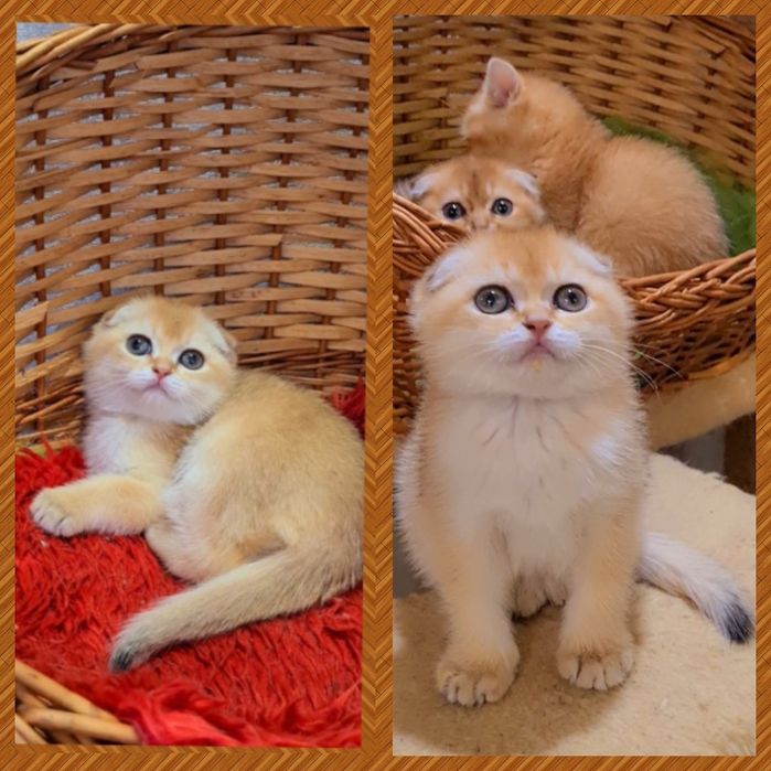 Золотая шиншилла Девочка и Мальчик