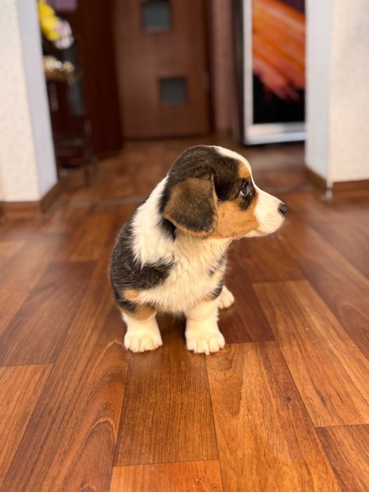 Шикарні цуцики Коргі Кардиган