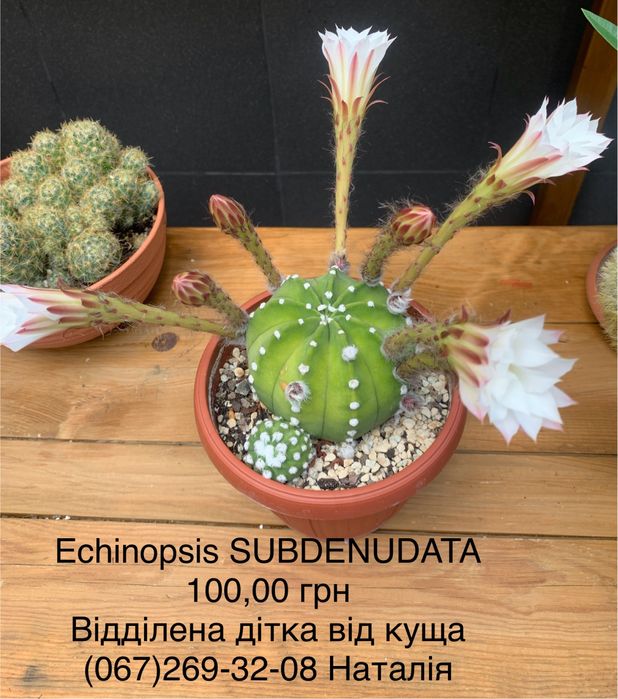 Кактус. Кактуси. Насіння кактусів.