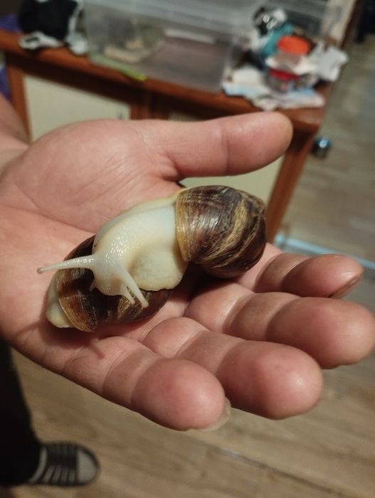 Ślimaki afrykańskie