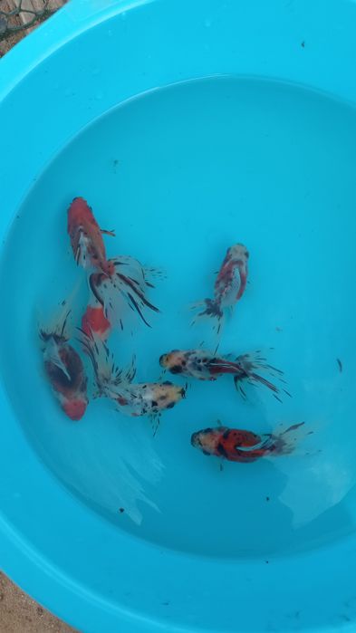 Orandas goldfish ranchus cabeça de leão e pandas véu e calicos véu