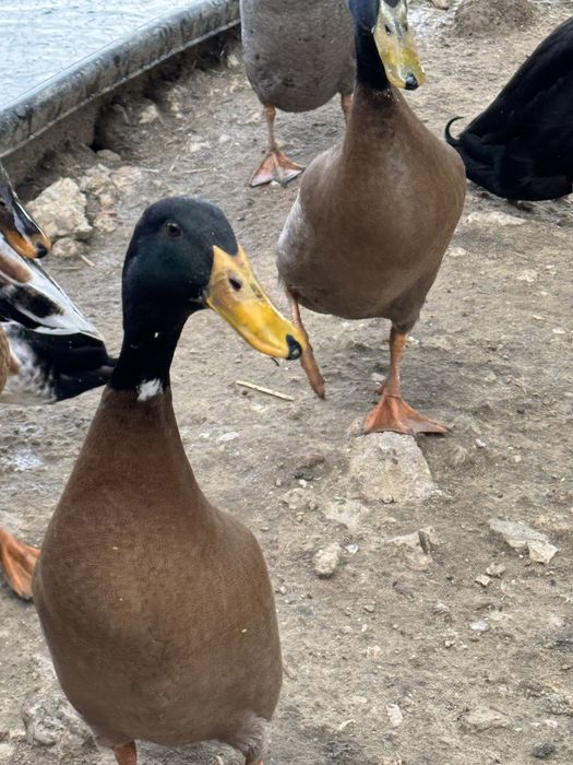 Patos corredores indianos