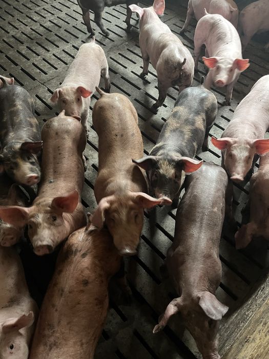 Продам малі поросята 10-12кг 12-14 кг