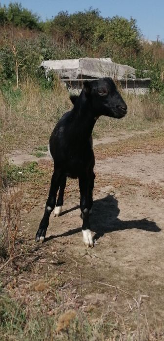 Козлик мама Ламанча батько Нубокаморі