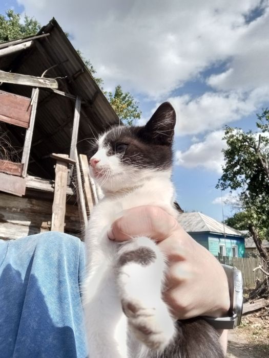 Кошенята в добрі руки