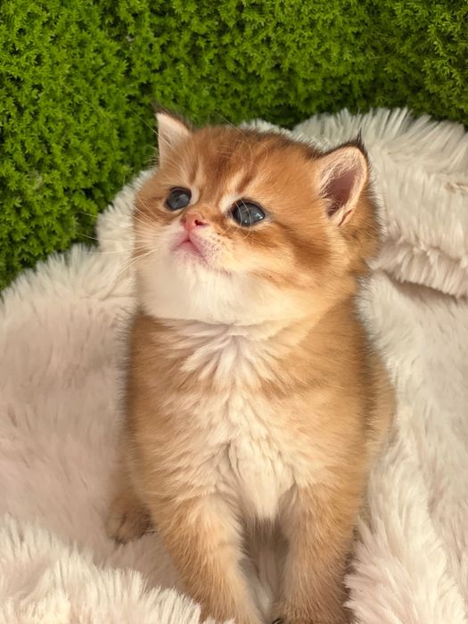 British golden shorthair