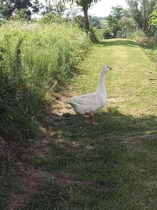 Dwie Gąski 2022 rok