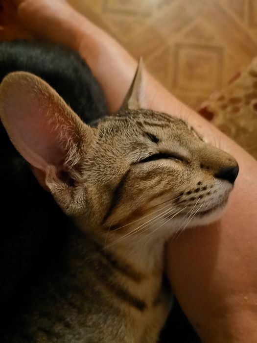 Айдол світу котів! Не кіт а скарб!