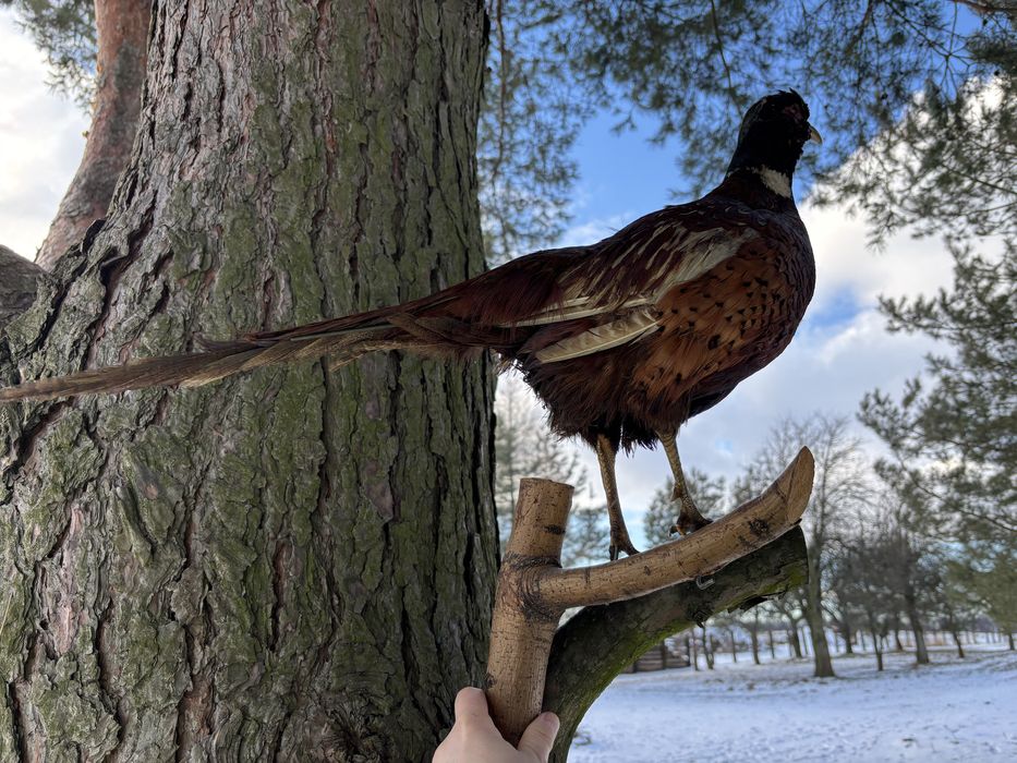 Bażant wypchany – dekoracja