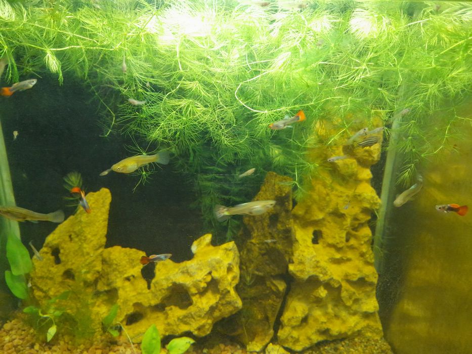 Рыбки аквариумные. Роголистник. Помпа Resun В-1500-25W