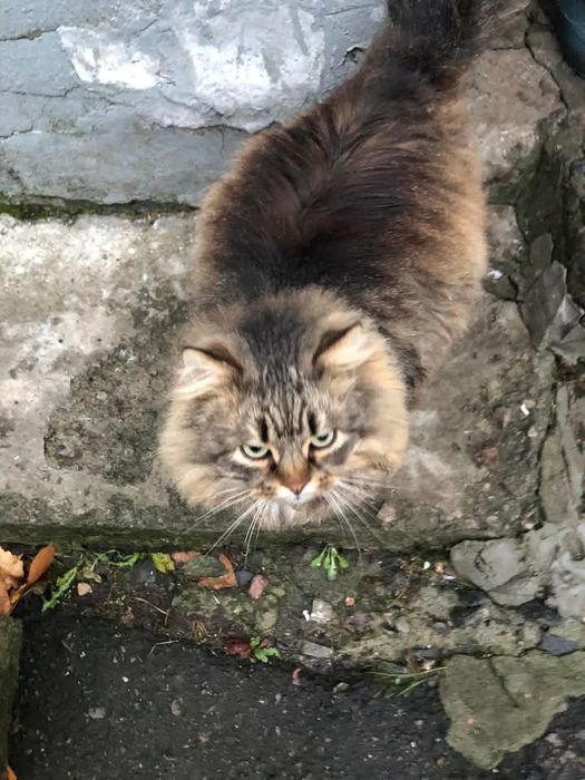 Шикарний молодий пухнастий котик