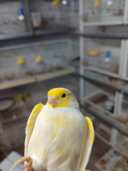 Canários amarelos e mosaicos