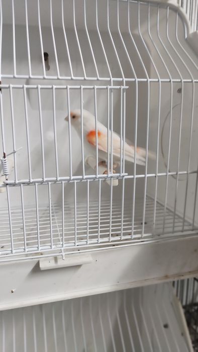 Canário vermelho mosaico fêmea