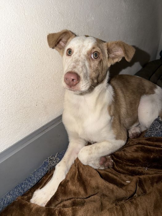 Para Adoção – Maya, 6 meses