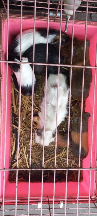 Свинки морские ручные