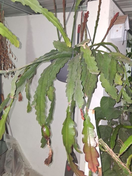 cacto epiphyllum