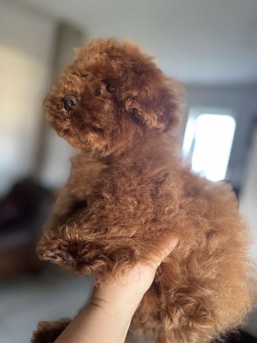 Ттікап пудель редбраун