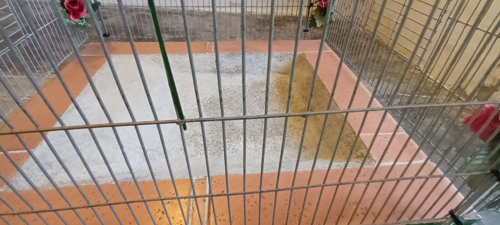 Banheira para passaros