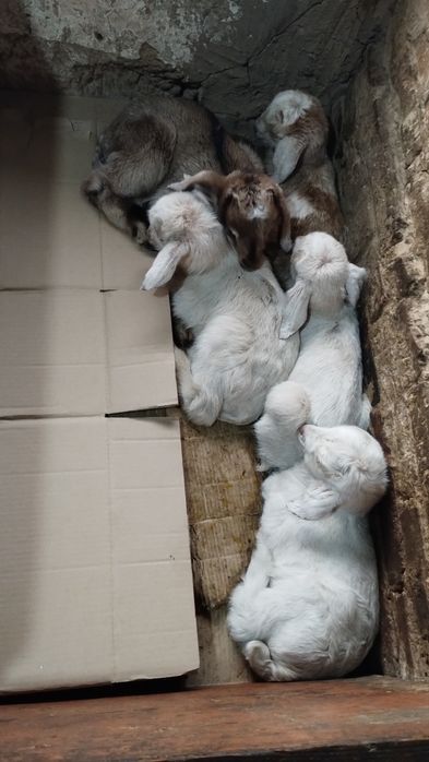 Козлята, козы ,коза