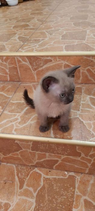 Бурманские котята (бурма)