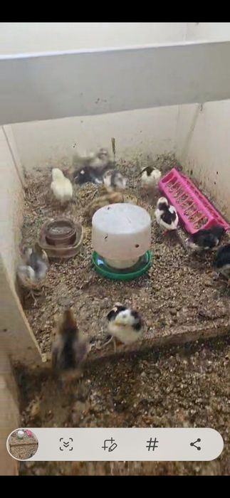 Kurczaki szwedzkie kwiaty