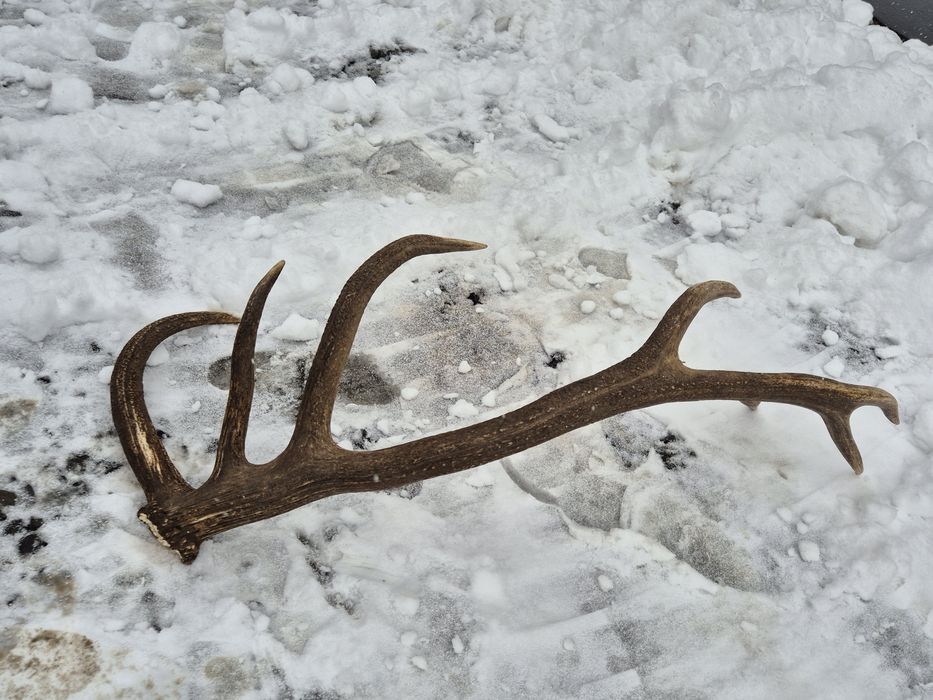 Poroże zrzut 4,35kg rogi jelenia