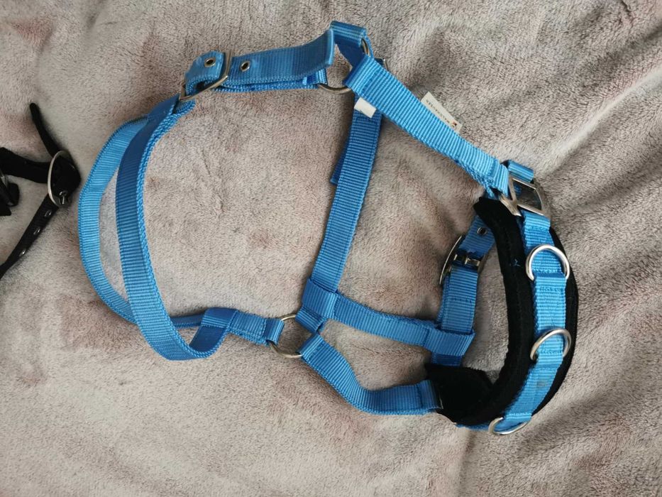 Kawecan dla kucyka, Waldhausen, Pony