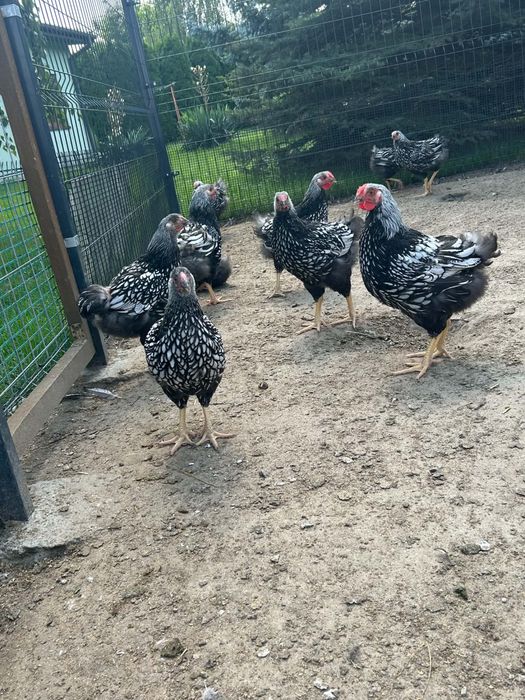 Sprzedam kury i koguty