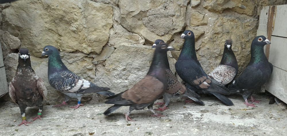 Pocztowe gołębie- toy/ frill stencill