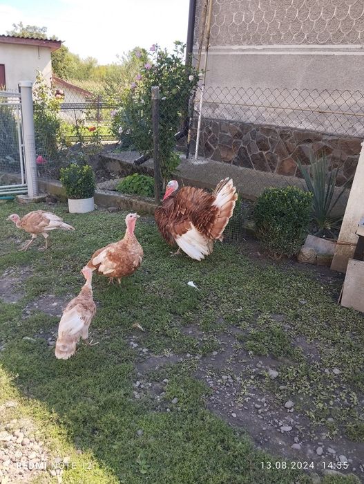 Продам індиків домашніх