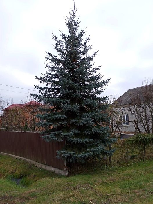 Продам синю ялинку живу