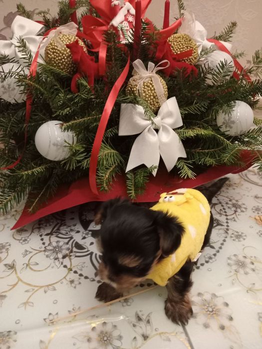 Мальчишки в ожидании чуда