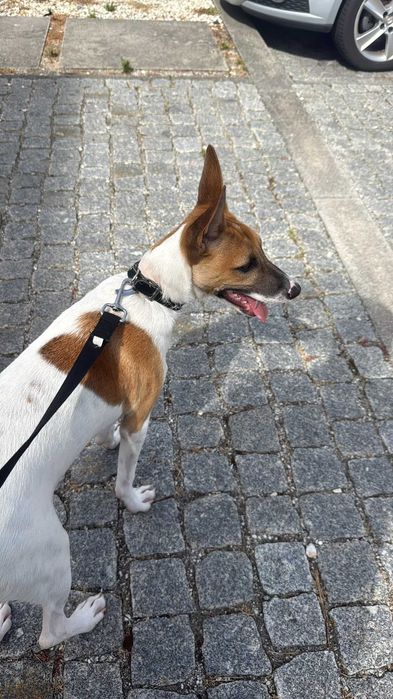 Rocket para adoção responsável
