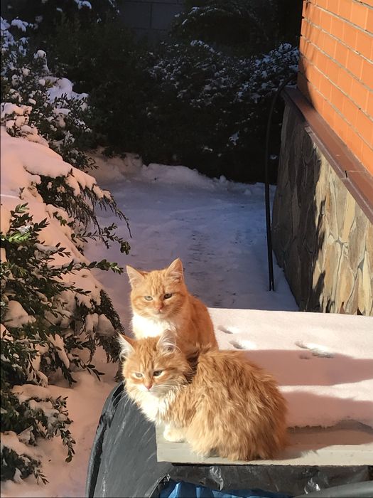 Котенята котики маленькі