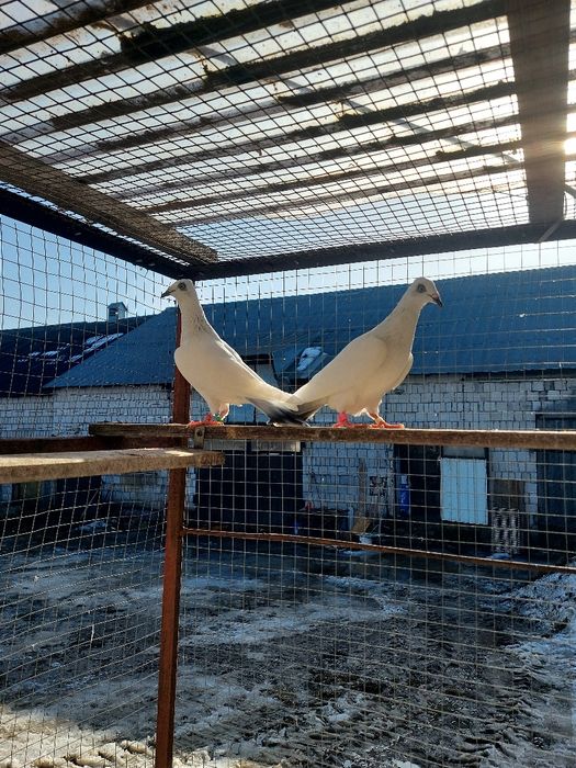 Sprzedam gołębie jasne łomżyńskie