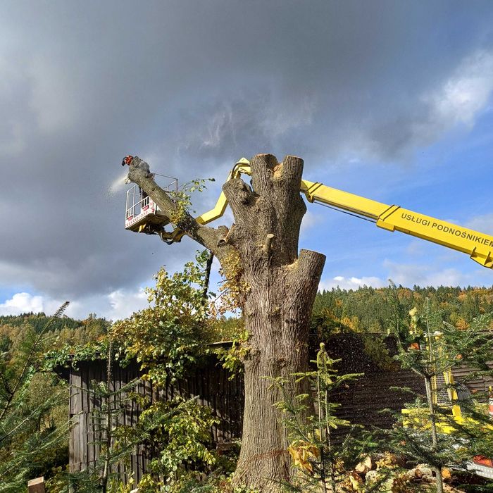 Wycinka i pielęgnacja drzew