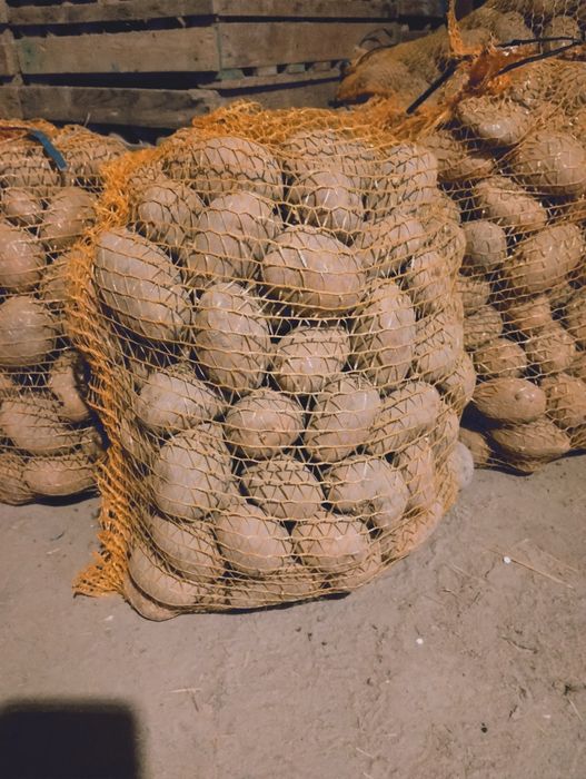 Ziemniaki jadalne hurt detal dowóz