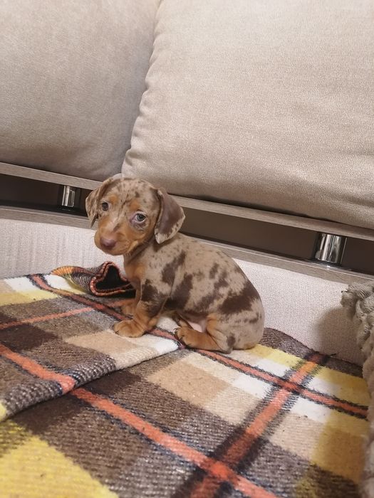 Шоколадний мрамор