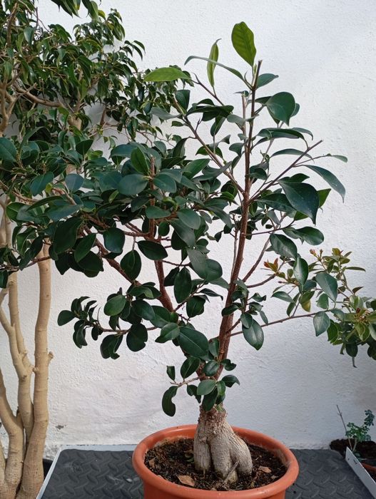 Ficus ginseng bonsai