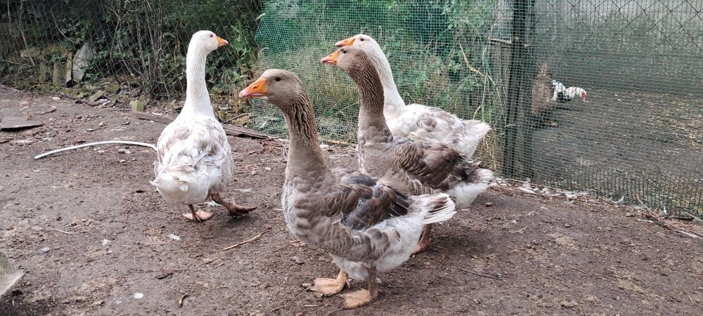 Гуси для разведения (пара)