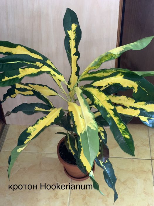Кротон. Кодієум. Кротон види