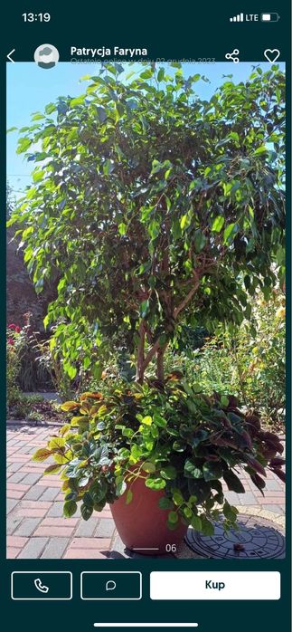 Fikus Benjamin -roslina