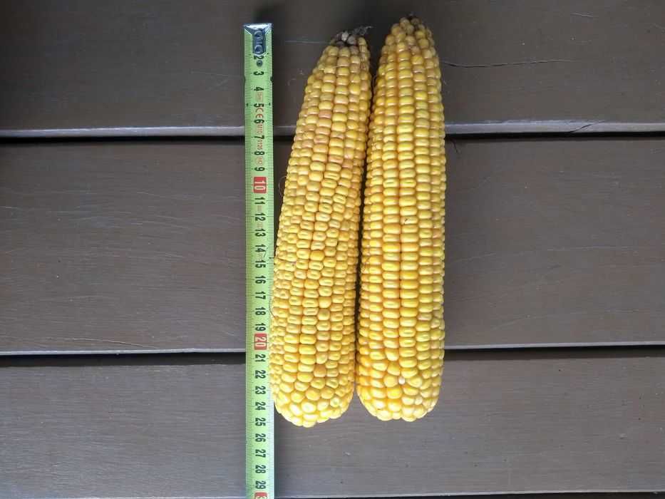 Kukurydza do siewu kolby 11 szt Naturalnie wysuszona