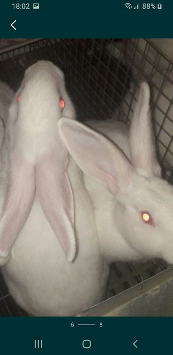 Серебро термон белый