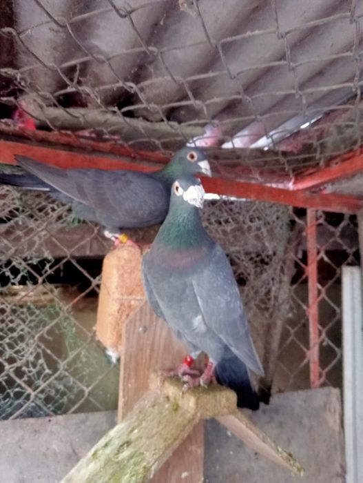 Pombos Correios em Braga