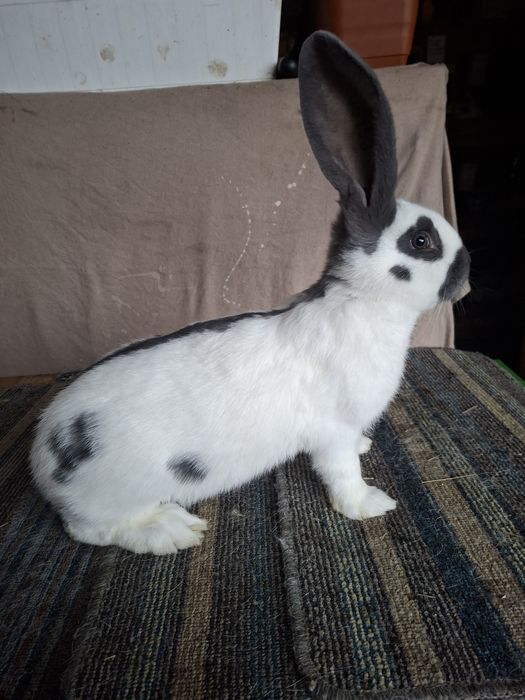 Olbrzym srokacz Niebieski, samczyki, rodowód