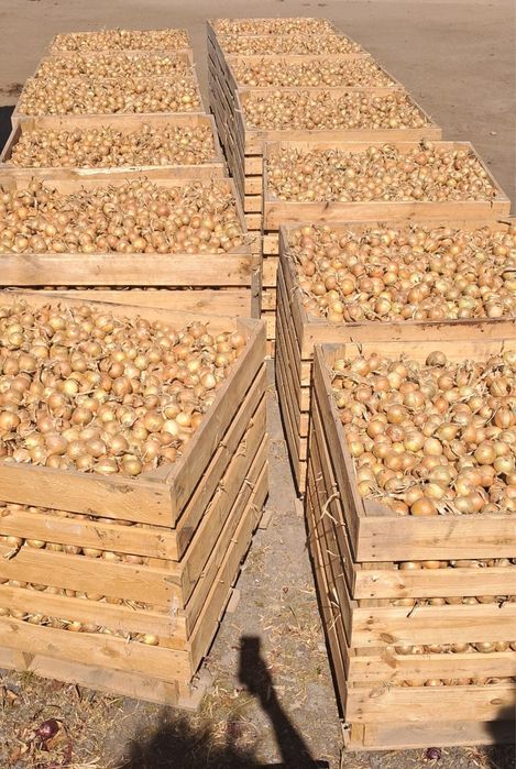 Cebula Prosto z Gospodarstwa